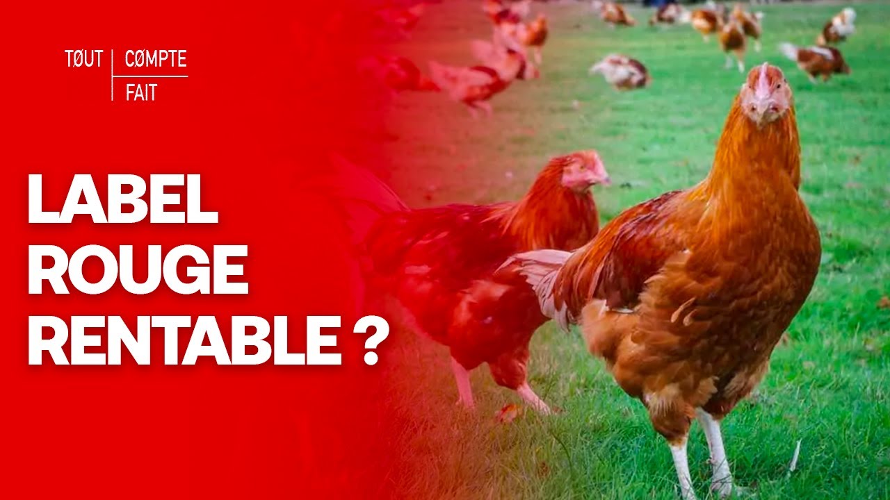 Le label rouge vaut-il son prix ? - Tout compte fait