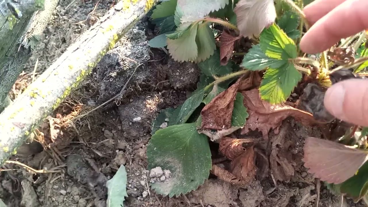 Mais pourquoi mes fraisiers ont-ils plein de feuilles jaunes ?