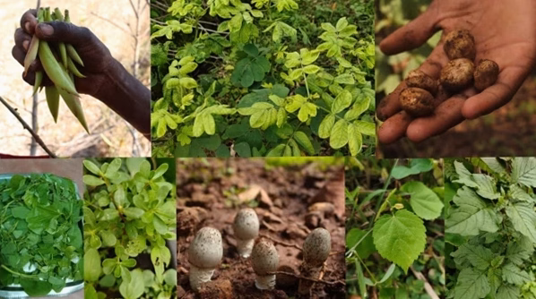 À la découverte du nombre fascinant de plantes comestibles à travers le monde